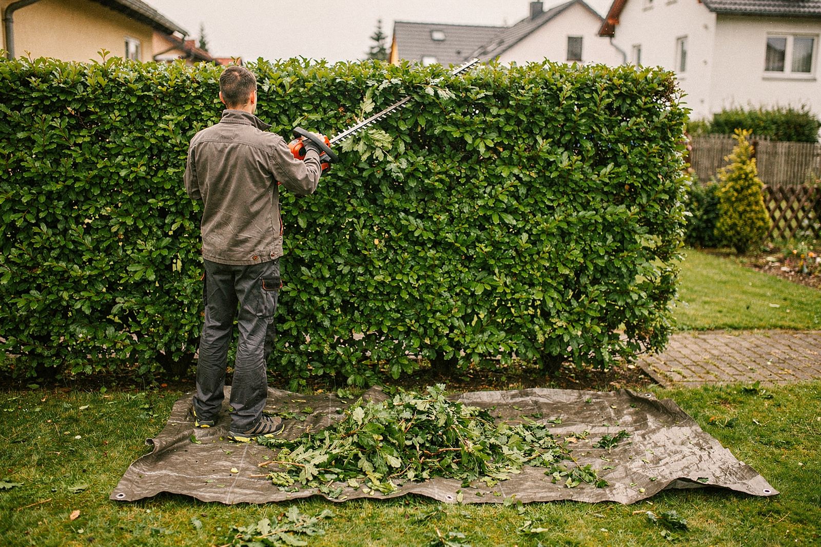 Frisch geschnittene, gerade Ligusterhecke an einem Gartenweg, davor Grünschnitt auf einer Plane