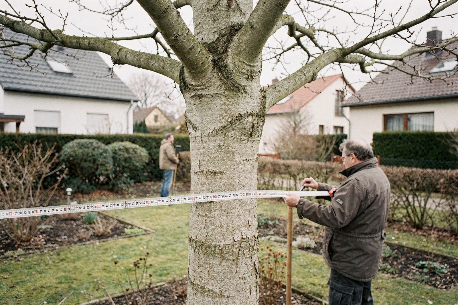 Maßband um den Stamm eines Laubbaums in einem Garten, in einem Meter Höhe angelegt